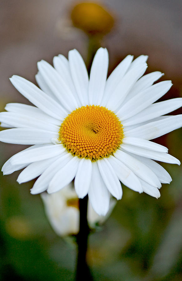 Daisy In The Morning Photograph by Andrew Chianese