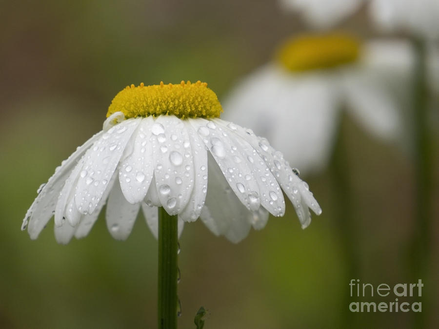 Daisy in the Rain II Photograph by Lili Feinstein