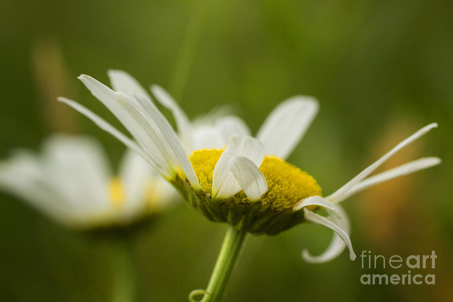 Daisy Photograph - Daisy by Isabel Poulin
