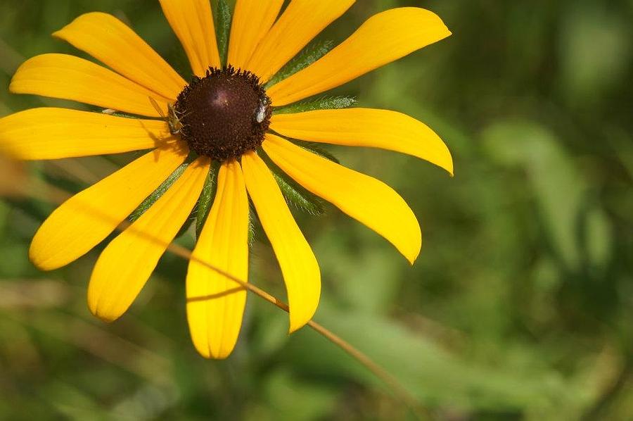 Daisy Photograph by Julianne OBrien - Fine Art America