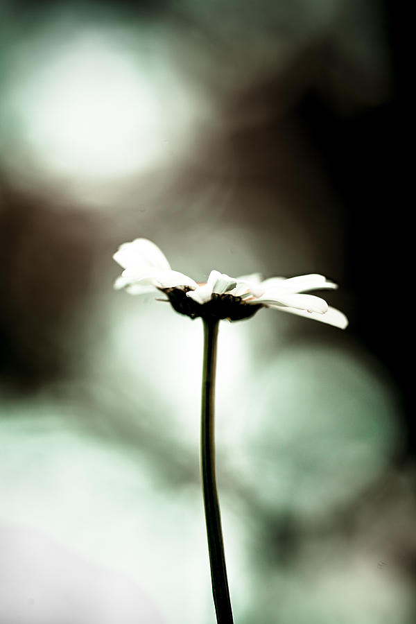 Daisy Photograph - Daisy Light by Isabel Laurent