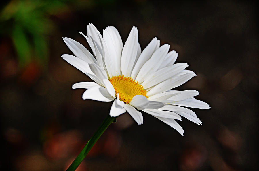 Daisy Photograph by Linda Brown