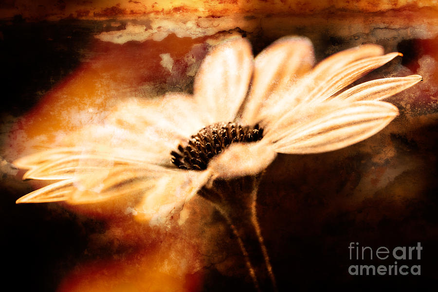 Flowers Still Life Photograph - Daisy by Lori Dobbs