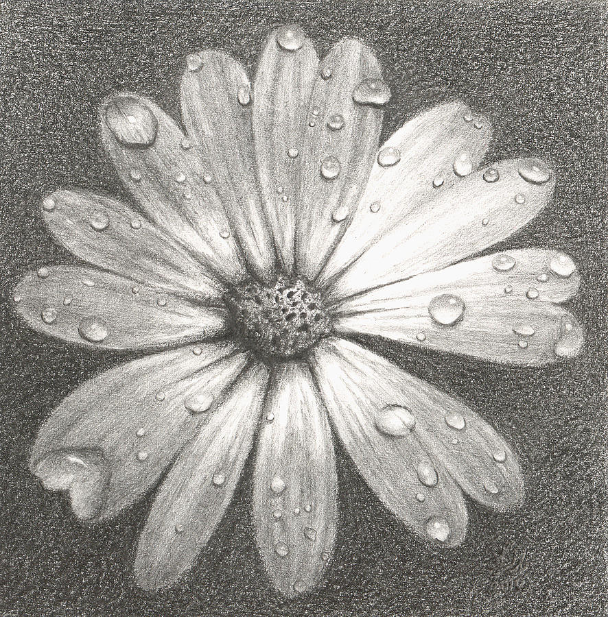 Daisy Drawing by Melissa Hill