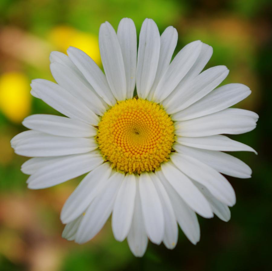 Daisy Photograph by Melissa Roy - Fine Art America