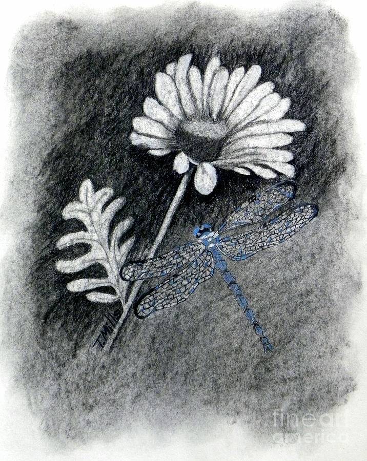 Daisy n Dragonfly Drawing by Terri Mills