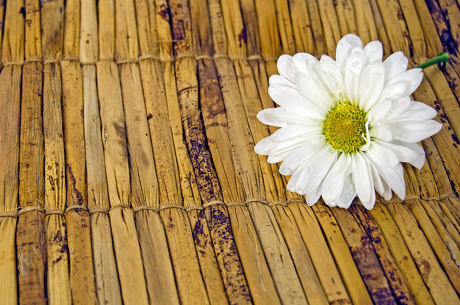 Nature Photograph - Daisy On Bamboo by Maria Dryfhout