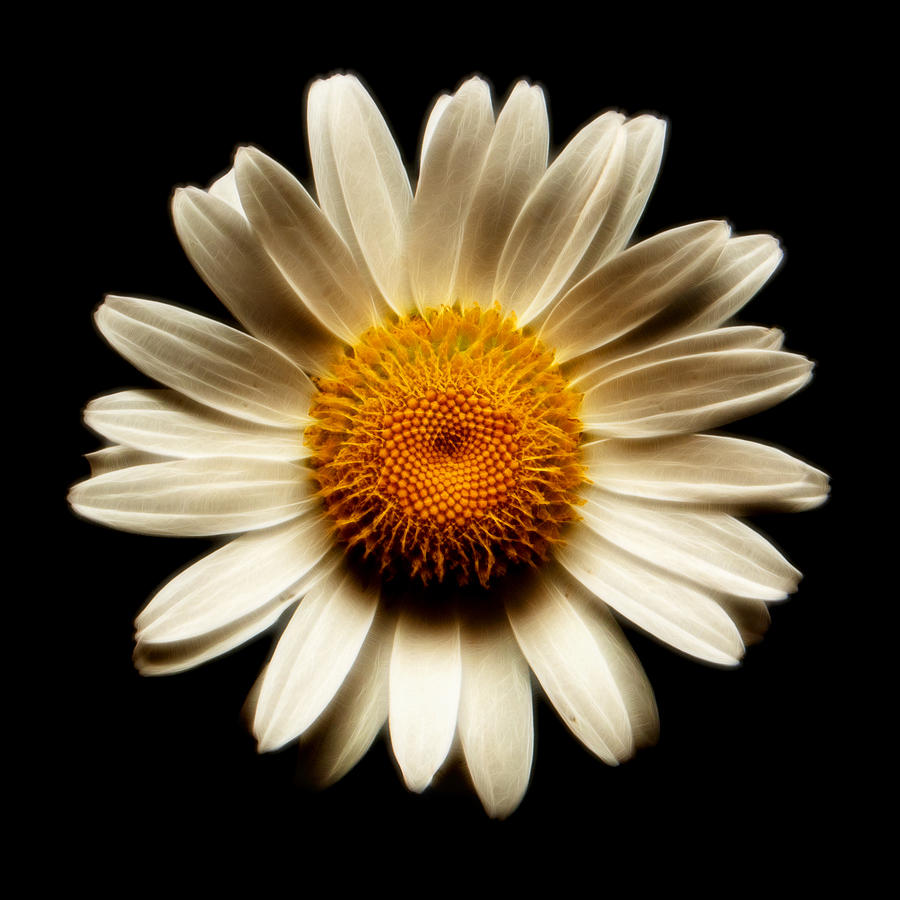Daisy Photograph - Daisy on black square fractal by Weston Westmoreland