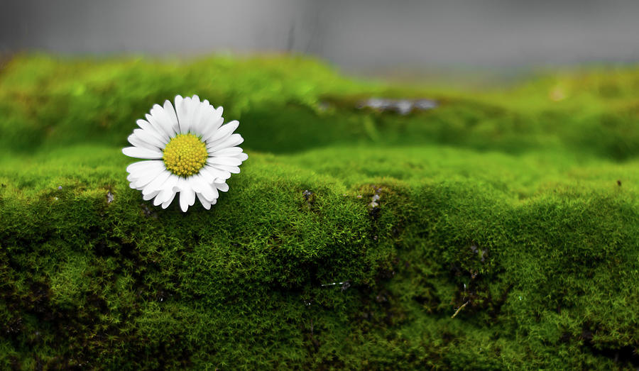 Daisy On The Green Moss Photograph by Orlin Bertsch