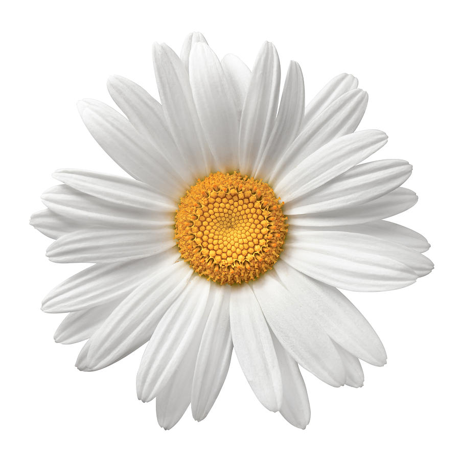 Daisy On White With Clipping Path Photograph by Dimitris66