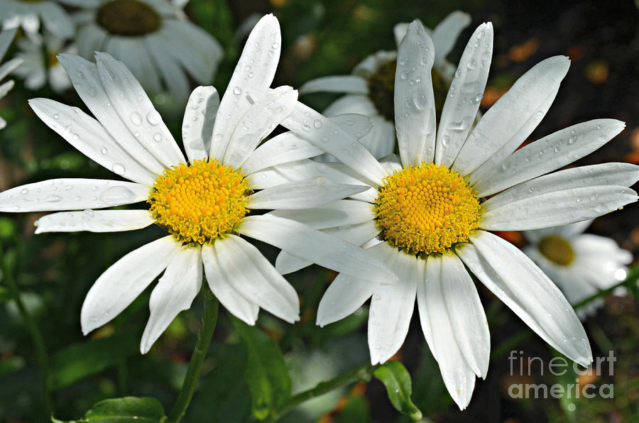 Daisy Pair Photograph by Lila Fisher-Wenzel