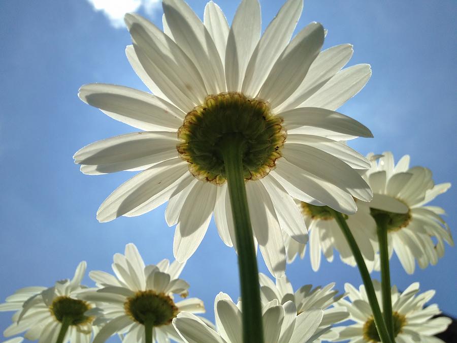 Daisy Patch Photograph by Beth Holly Fine Art America