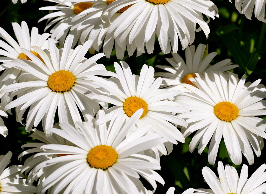 Daisy Patch Photograph by Sarah Pecinovsky | Fine Art America