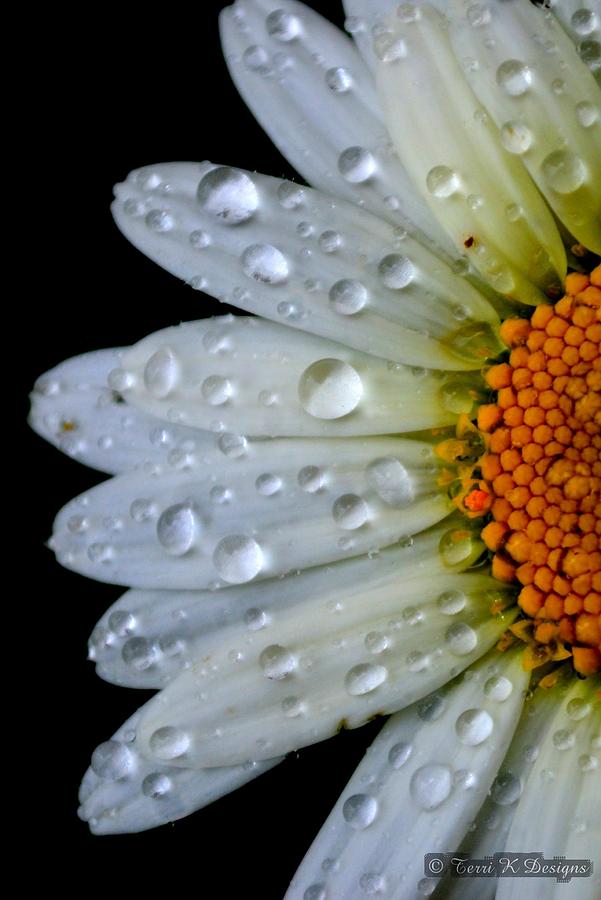 Daisy Photograph - Daisy Rain by Terri K Designs