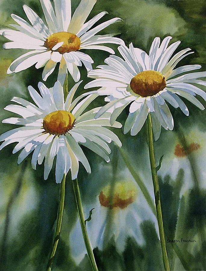 Daisy Painting - Daisy Trio by Sharon Freeman