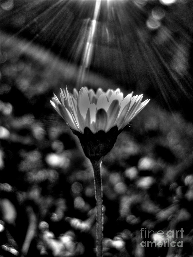 Monochrome Daisy Under Sun Photograph by Nina Ficur Feenan