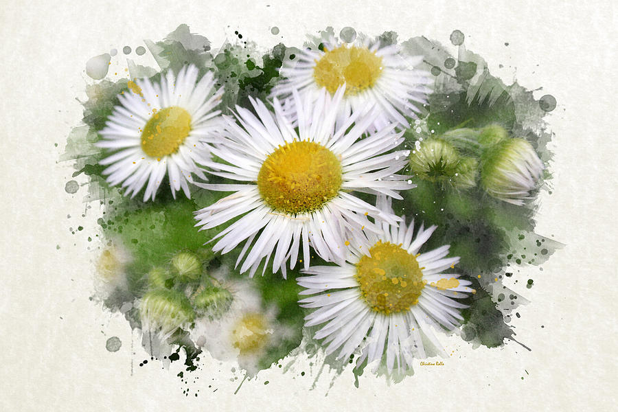 Daisy Watercolor Flowers Mixed Media by Christina Rollo