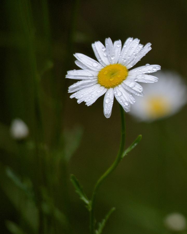 Weeping Daisy Photograph by Whispering Peaks Photography