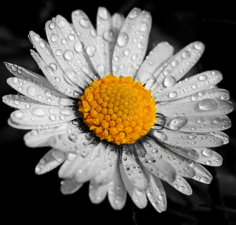 Daisy with rain drops Photograph by Sindy Stohler - Fine Art America