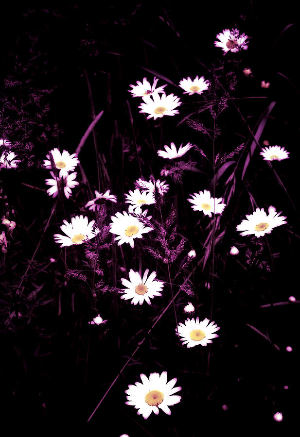 Daisys in Purple Digital Art by Susan Kinney