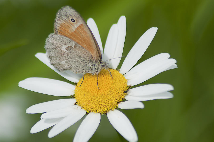 Daisy Photograph - Daisys Visitor by Kathryn Whitaker