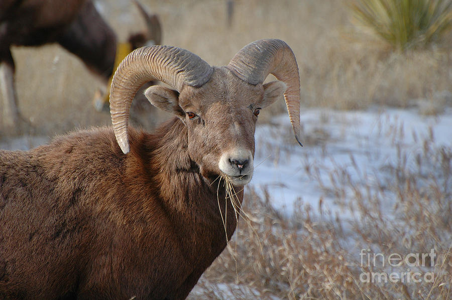 Dakota Big Horn Sheep Photograph by Joan Wallner