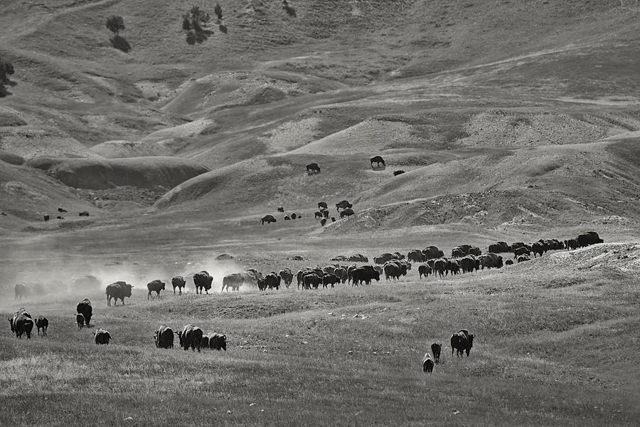 Bison Photograph - Dakota Bison by Christian Heeb