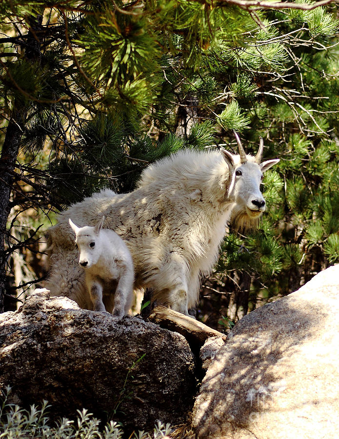 Dakota Mountain Goats Photograph by Robert Frederick