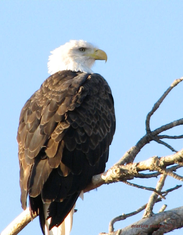 Dakota.Bald Headed Eagle Photograph by Marion Muhm | Fine Art America