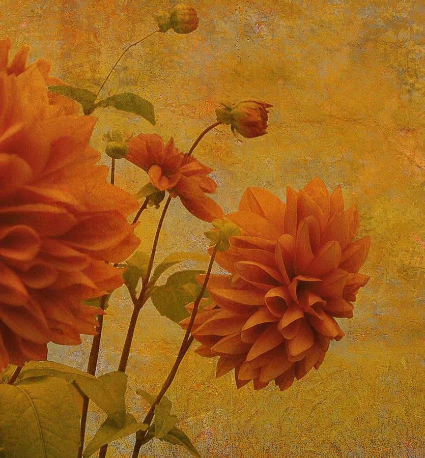 Dalias in Orange and Yellow Photograph by Jeff Burgess