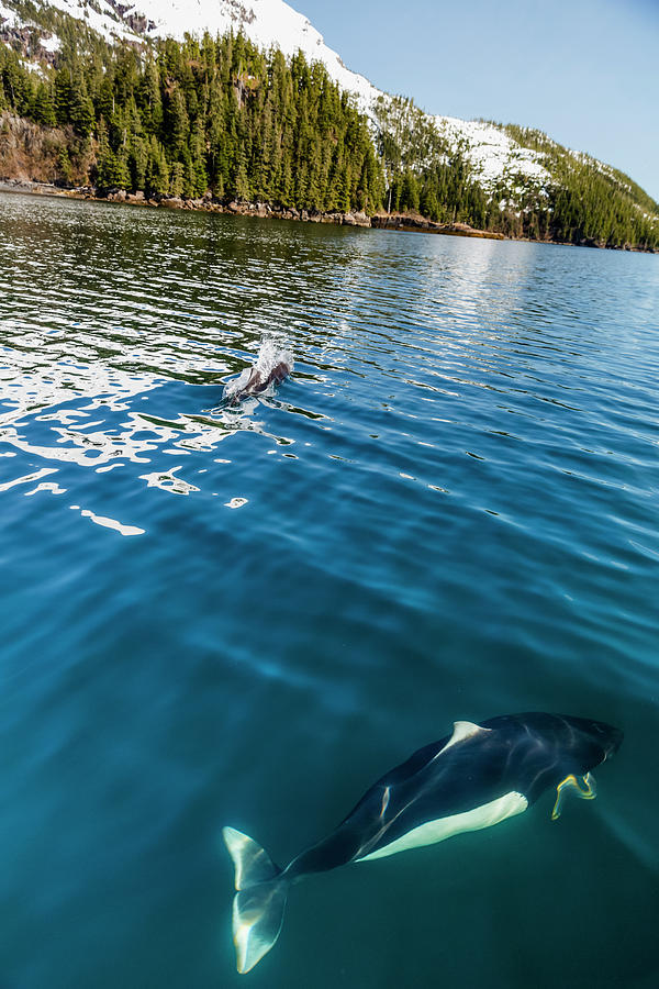 Dall S Porpoises Swimming Photograph by Kevin Smith