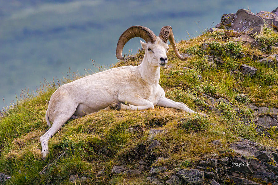 Dall Sheep Denali Alaska Photograph by Fred J Lord