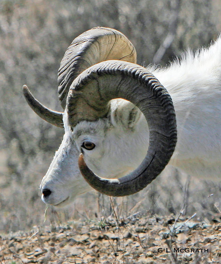 Dall Sheep Photograph - Dall Sheep by G L McGrath Dall Sheep Photograph - Dall Sheep by G L McGrath