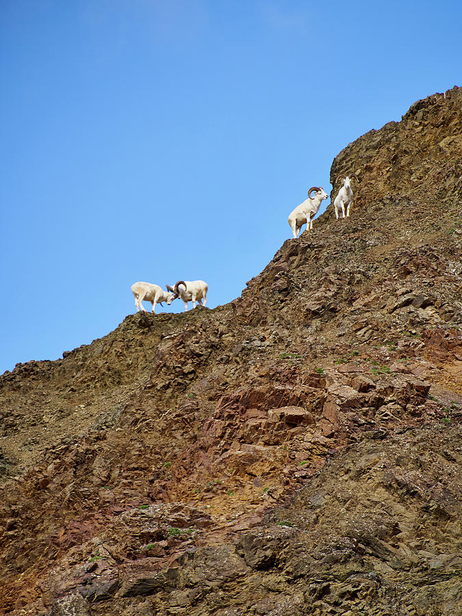 Dall Sheep In Denali Photograph by Michelle Theall Dall Sheep In Denali Photograph by Michelle Theall