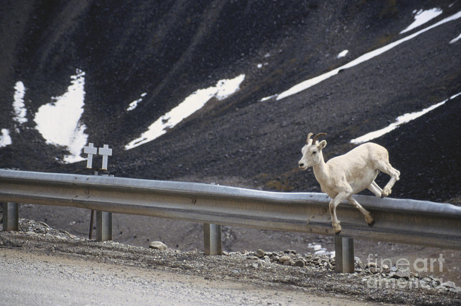 Dall Sheep Jumps Guardrail Photograph by Mark Newman