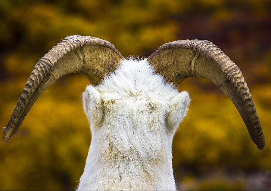 Dall Sheep Photograph by Kyle Lavey