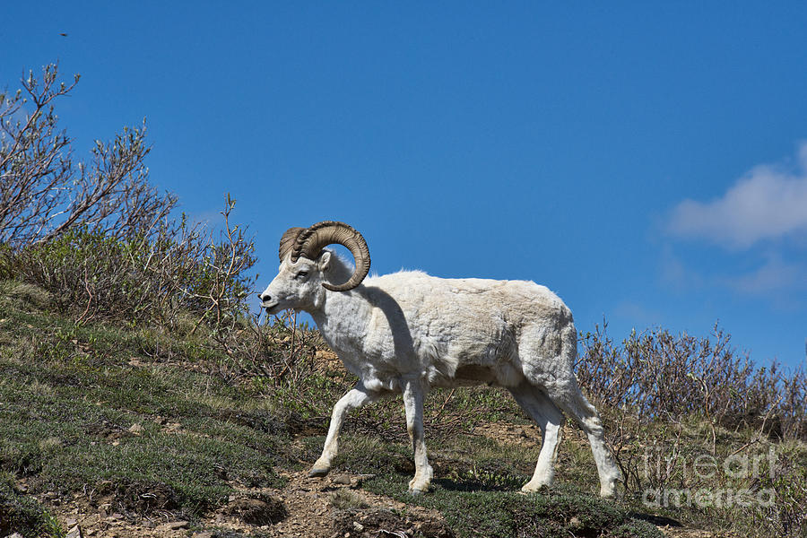 Dall Sheep Ram Photograph by David Arment
