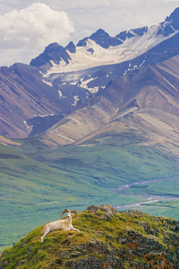 Dall Sheep Ram Denali Alaska Photograph by Fred J Lord