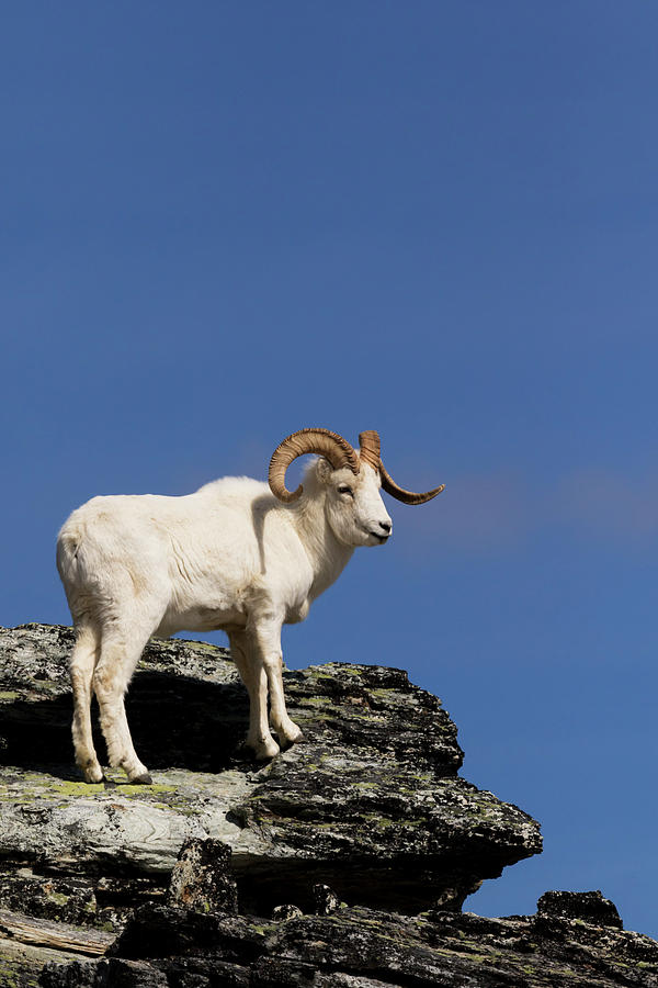 Dall Sheep Ram In Denali National Park Photograph by Doug Lindstrand