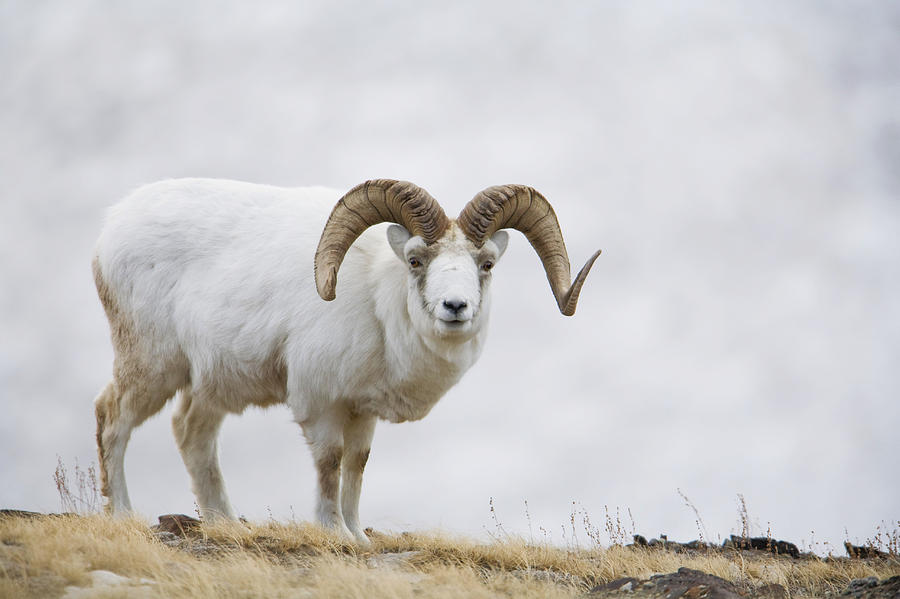 Kluane National Park Photograph - Dall Sheep Ram On Sheep Mountain by Milo Burcham