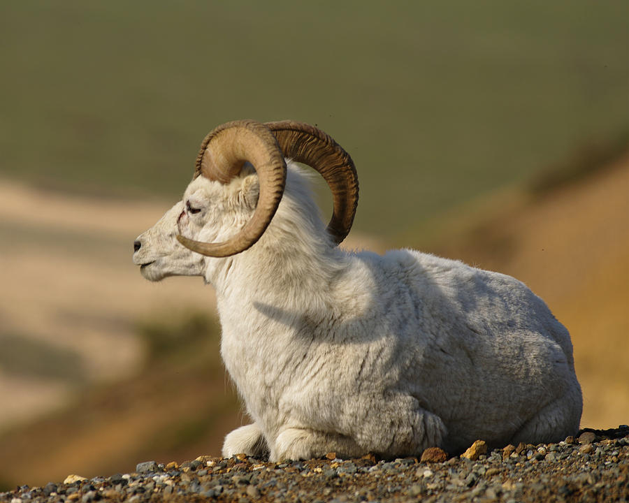 Dall Sheep Relaxing Photograph by Gary OBoyle