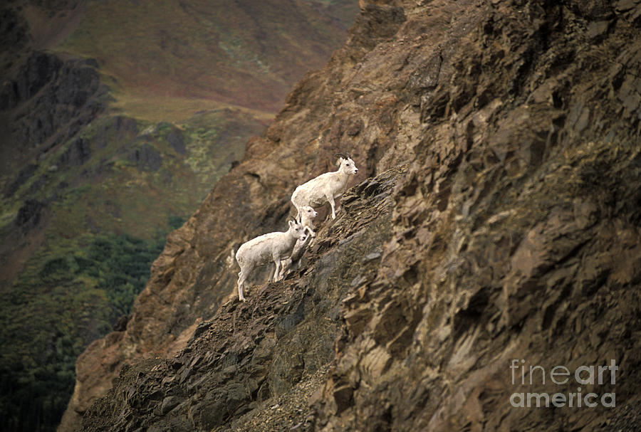 Dall Sheep Photograph by Ron Sanford