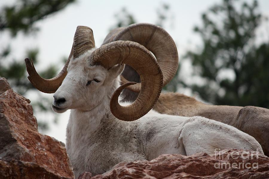 Dall Sheep Photograph by Veronica Batterson