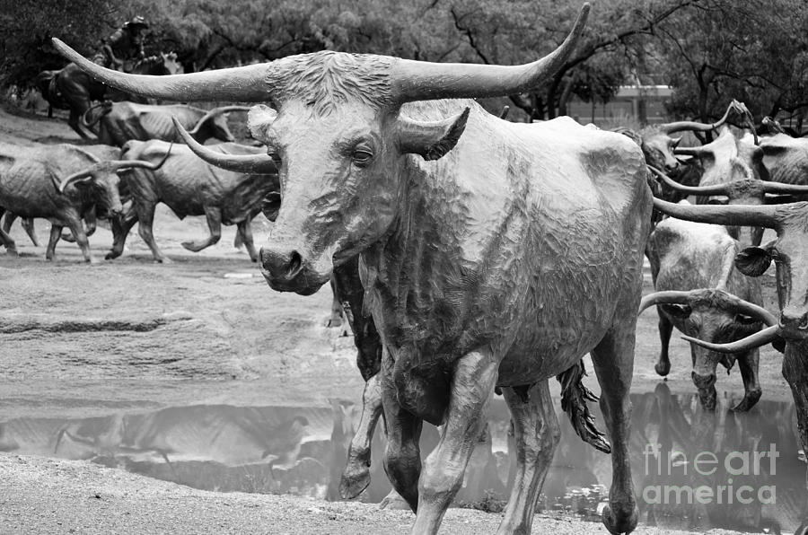 Dallas Texas Pioneer Plaza Cattle Drive Bronze Sculpture Black and White Photograph by Shawn OBrien