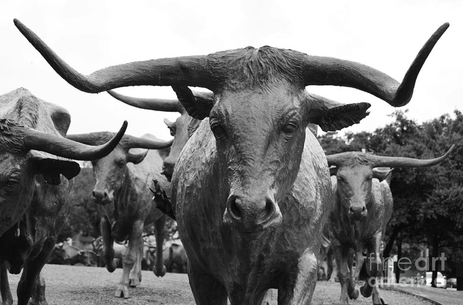 Black And White Photograph - Dallas Texas Pioneer Plaza Longhorn Cattle Drive Bronze Sculpture Black and White by Shawn OBrien