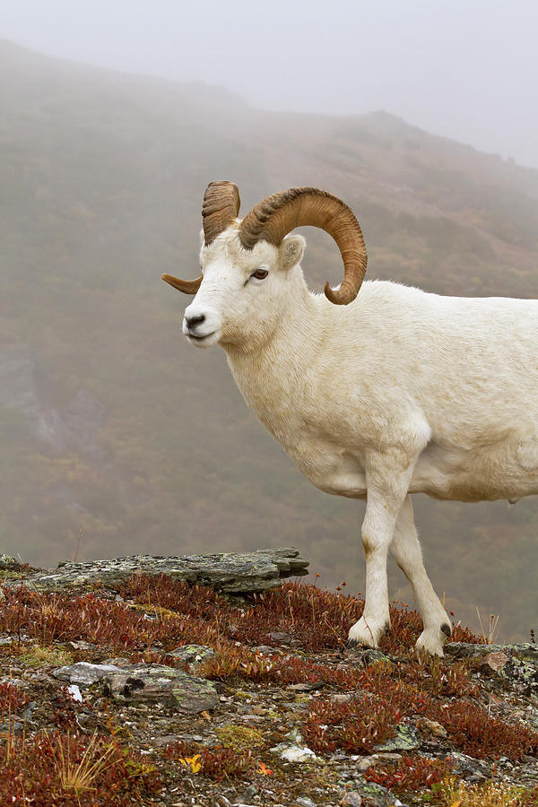 Dalls Sheep Ovis Dalli Ram Walking On Photograph by Gary Schultz / Design Pics