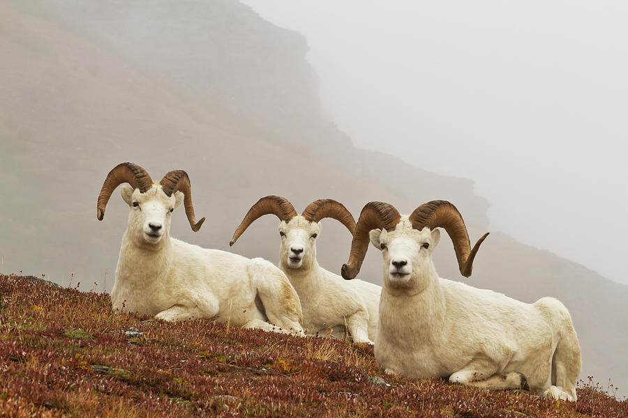 Dalls Sheep Ovis Dalli Rams Resting On Photograph by Gary Schultz / Design Pics
