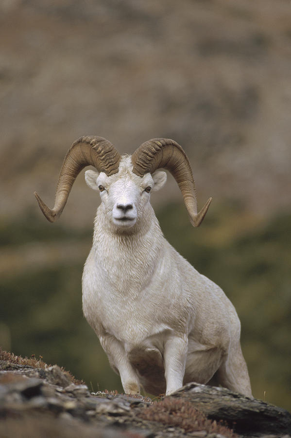 Dalls Sheep Ram On Rock Outcrop Alaska Photograph by Michael Quinton