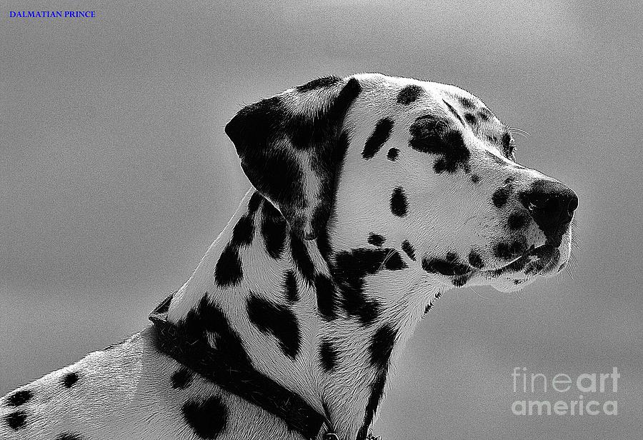 Dalmatian a Prince of a Dog Photograph by Blair Stuart