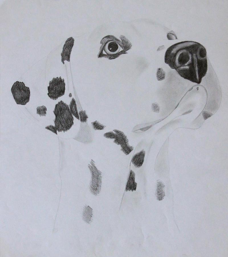 Dalmatian Drawing by AR Annahita